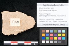 Foto (Objekt + Etikett) von Araucaria sternbergii Goeppert (NHMW-GEO-2024-0188-8289)
